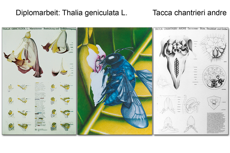 Diplomarbeit zu Thalia geniculata L. + Tacca chantrieri andre  (Format 70 × 100 cm)