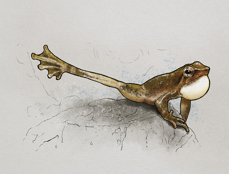 Winkerfrosch, Illustration für Ausstellung Frogs & Friends e.V