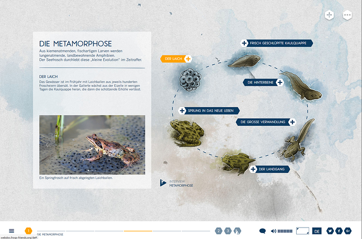 Metamorphose, Web-Dok Frogs & Friends e.V