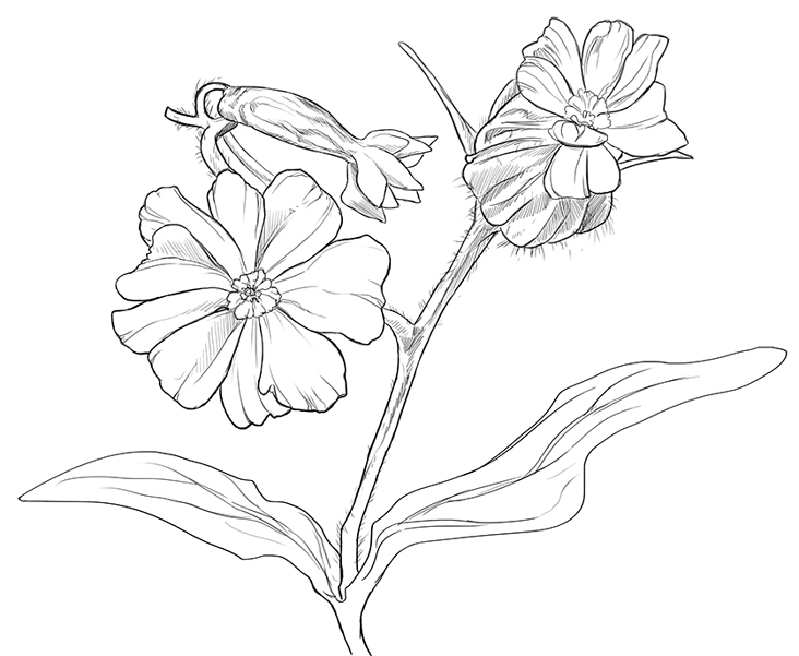 Silene Latifolia