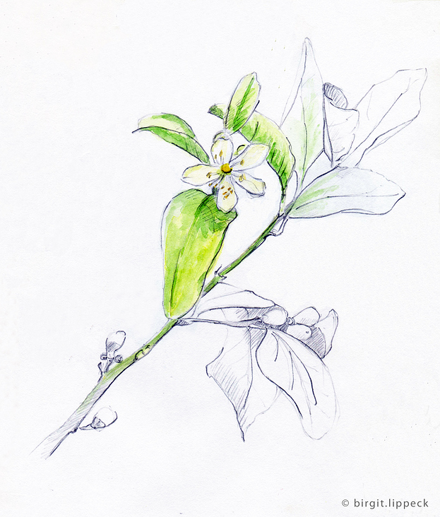 Zitronenblüte in der Toskana – Tools: Bleistift, Pinsel, Aquarellfarben