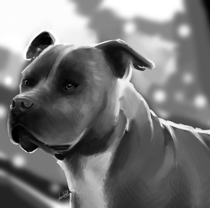 Pitbull Portrait