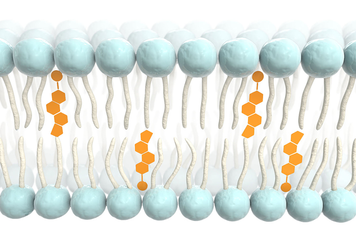 Cholesterol in membrane