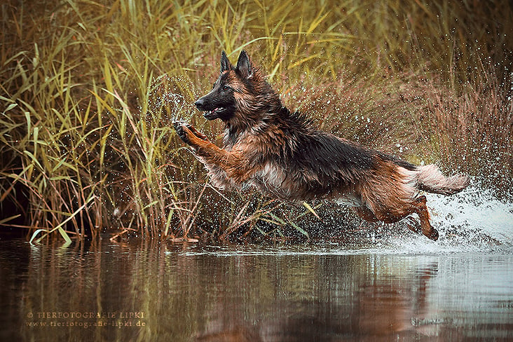 Deutscher Schäferhund