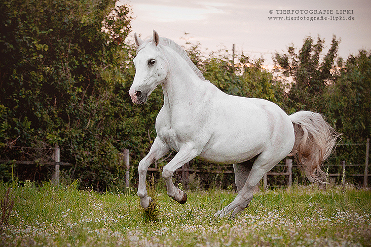 Deutsches Reitpony