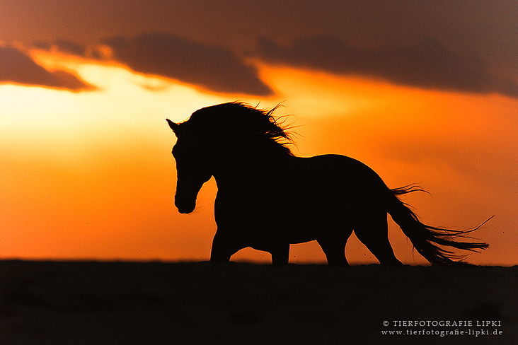 Berber Hengst Silhouette