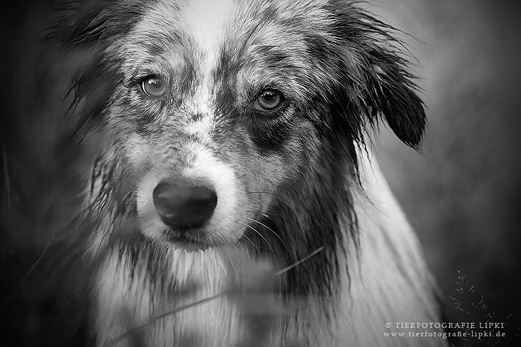 Australian Shepherd