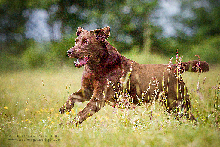 Labrador Retriever