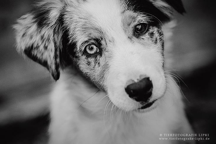 Australian Shepherd Welpe