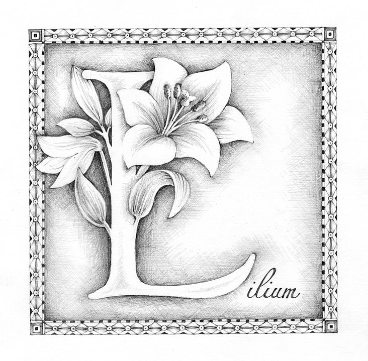 L = Lilium