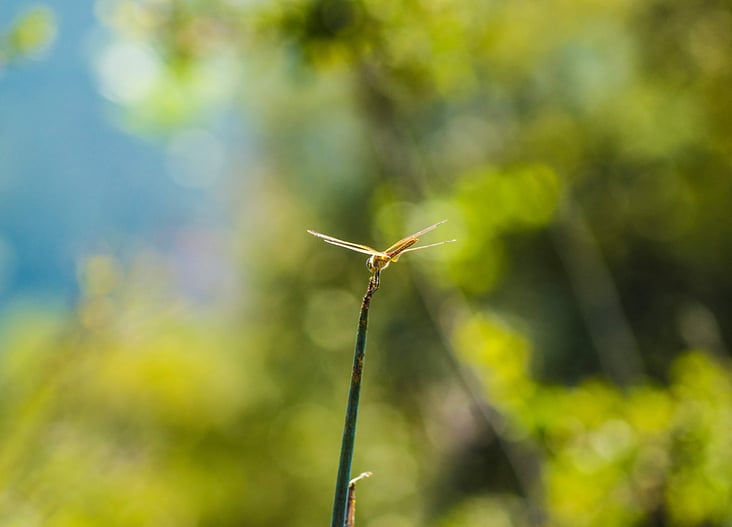 Libelle auf einem Grashalm