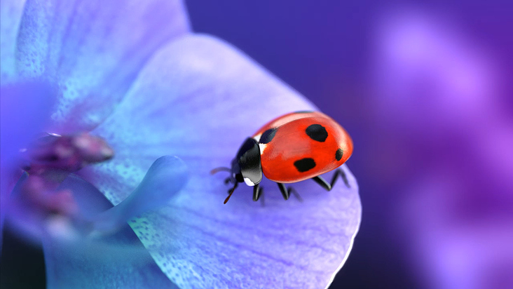 Ladybug