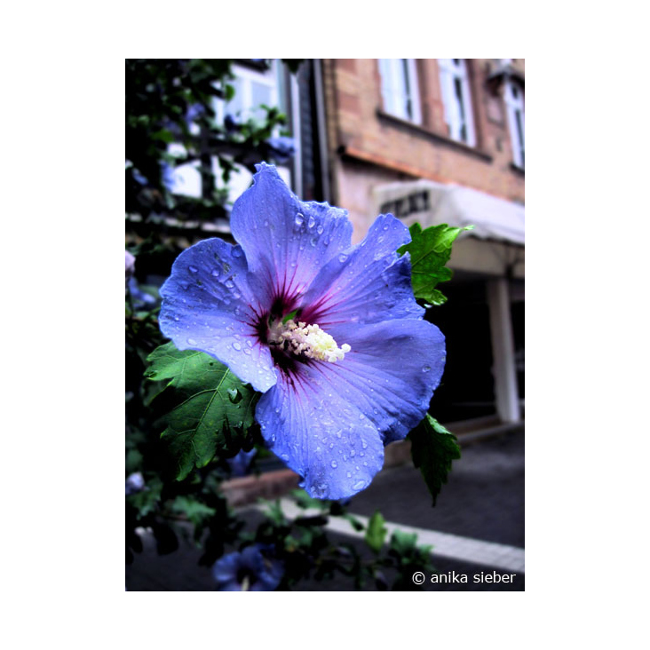 Blume blau