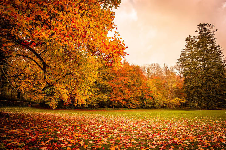 Herbst-Landschaft mit Ahorn-Bäumen