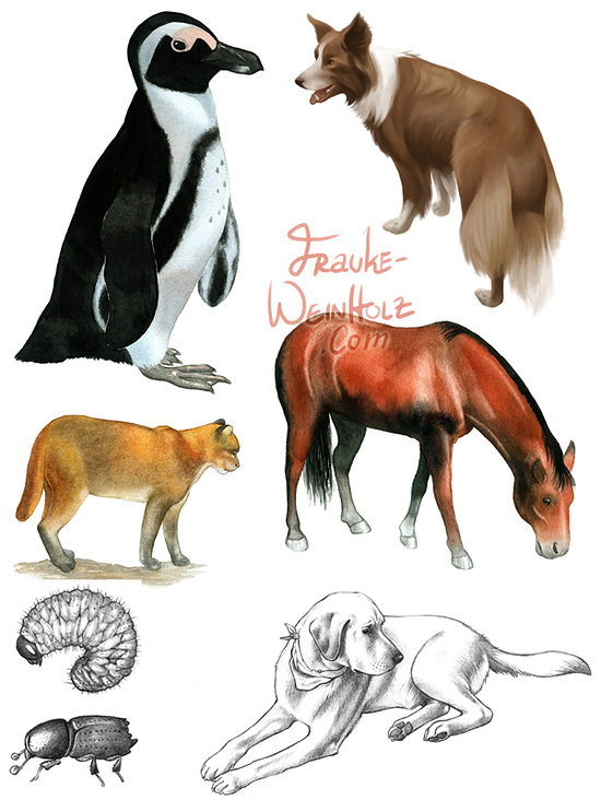 Tiere, realistisch. Aquarell, Bleistift, Photoshop, Fineliner