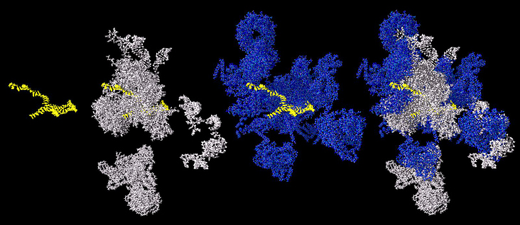Ein Spliceosom aus der Hefe: Gelb: zu spleißende RNA, weiss: RNA, blau: Protein