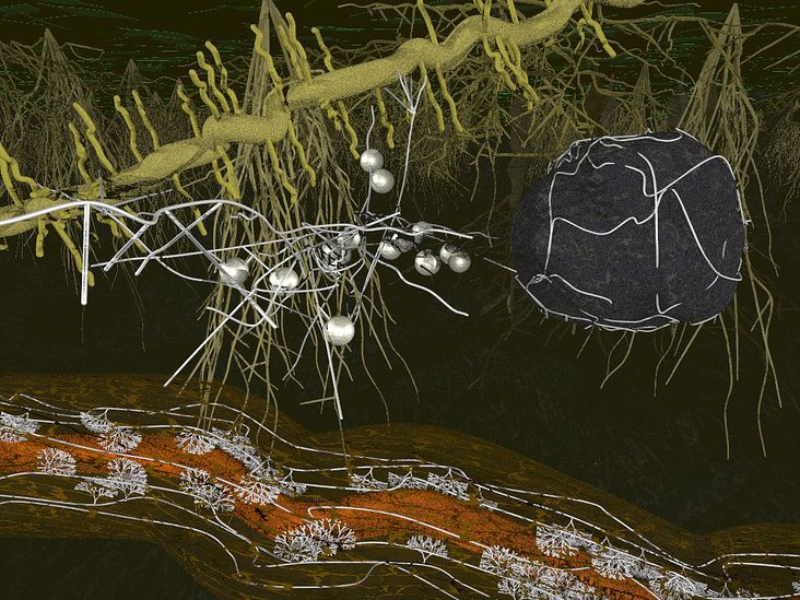 Arbuskuläre Mykorrhiza