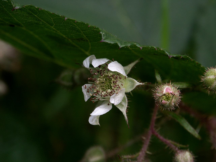 Brombeerblüte