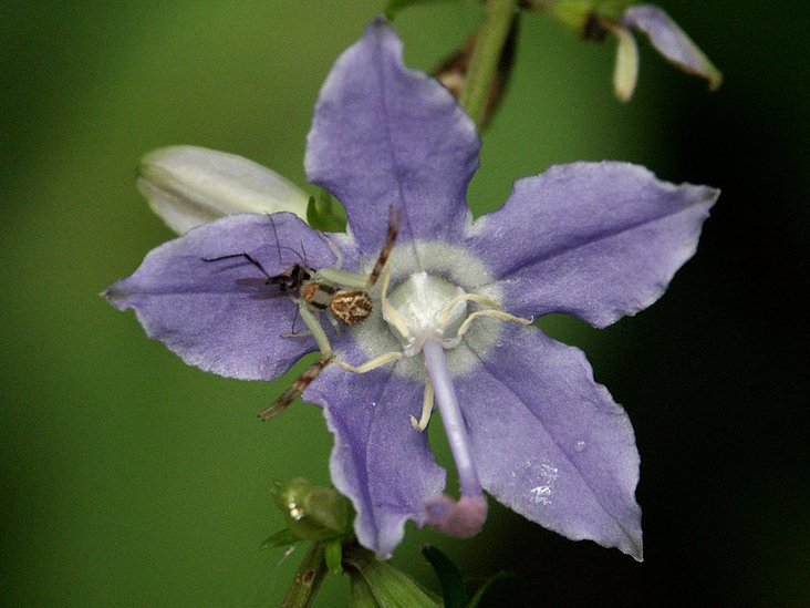 Krabbenspinne