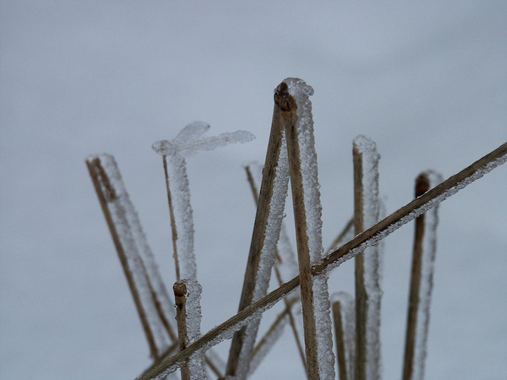 Frost auf Grashalmen