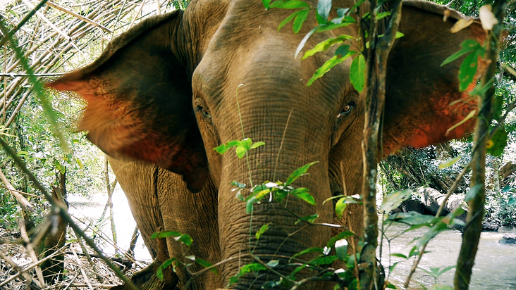 Cambodia – Wildlife