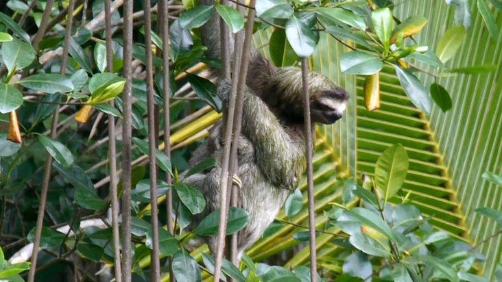 Panama – Wildlife