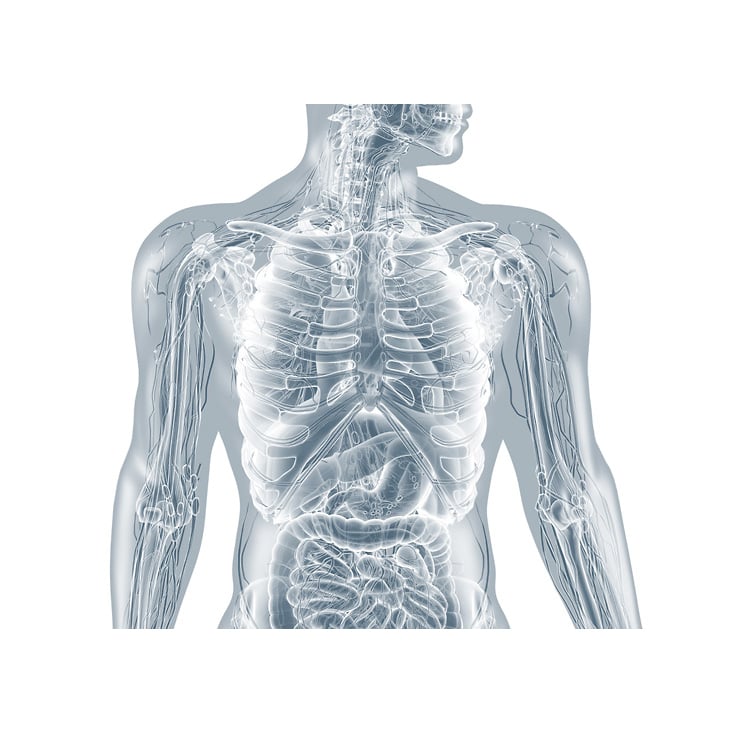 Innere Organe des menschlichen Körpers: anatomische 3D-Illustrationen und medizinische Grafiken
