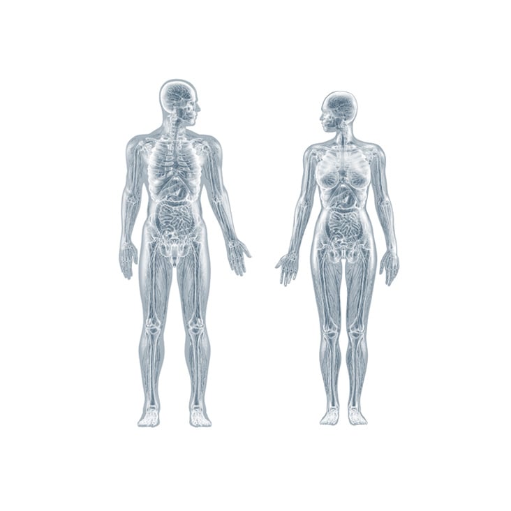 Anatomische Illustrationen: Mann und Frau