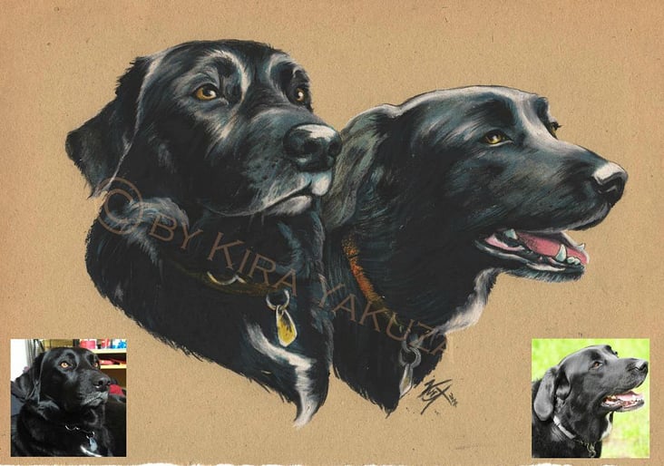 Handgemaltes Labrador Porträt in Pastellstiften auf Pergamentpapier
