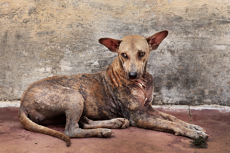 Straßenhund auf Sri Lanka