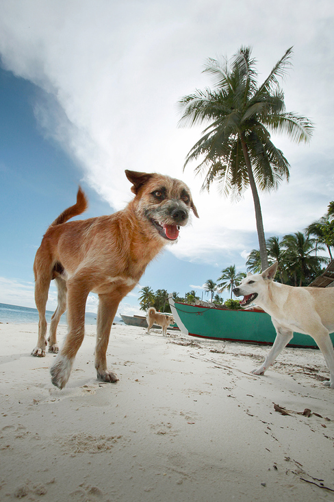 Strandhund auf Bohol, Philippinen