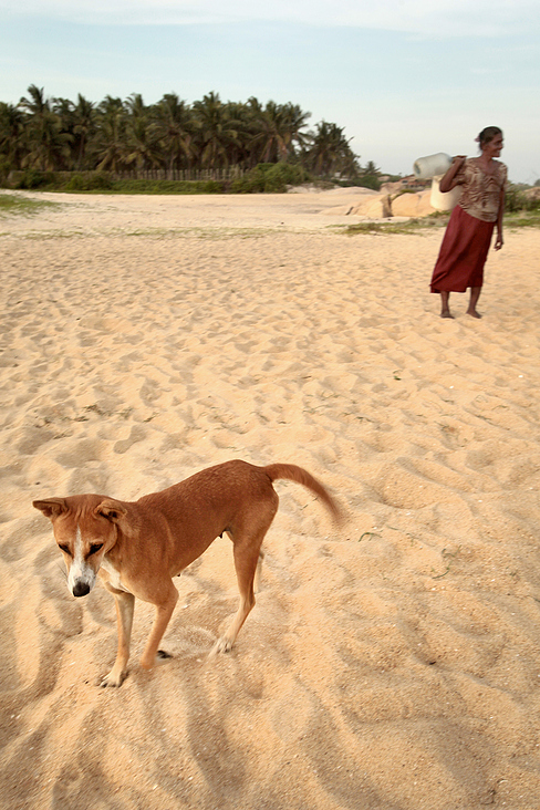 Strand- Straßenhund auf Sri Lanka