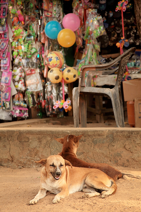 Straßenhund auf Sri Lanka