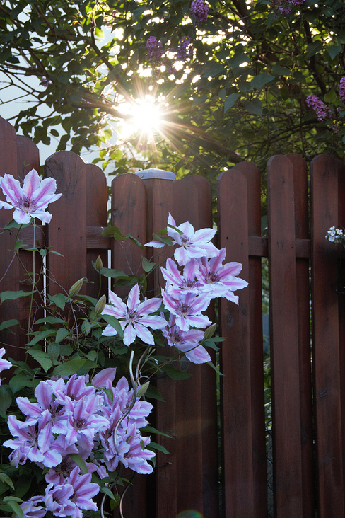 Clematis im Zusammenklang mit der Sonne