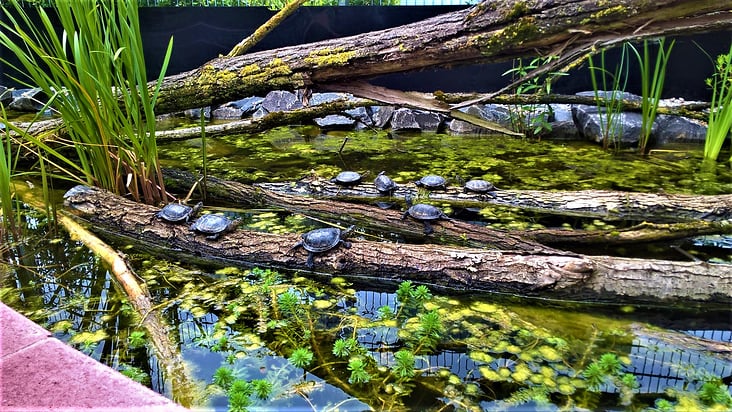 Viele kleine Schildkröten :)