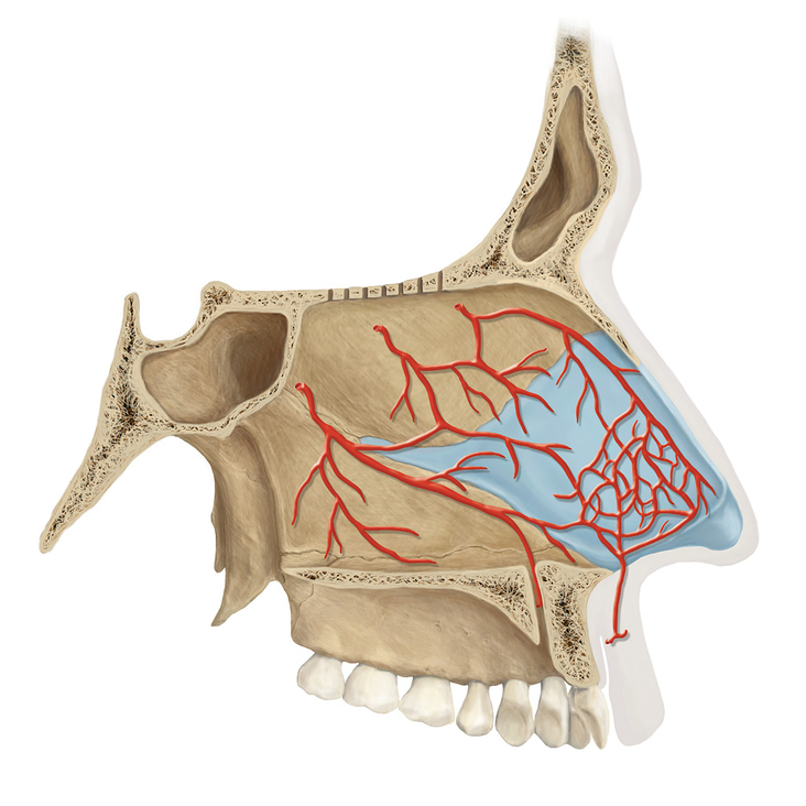 Arterien der Nasenhöhle