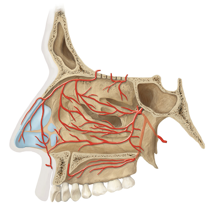 Arterien der Nasenhöhle