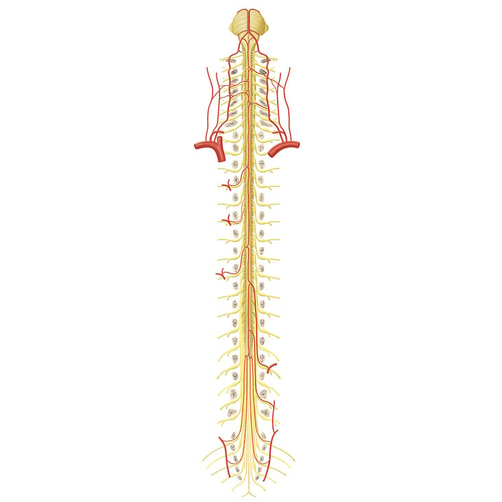 Arterien des Rückenmarks