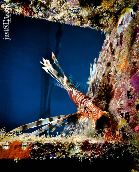 Underwater – Wide Angle Photography