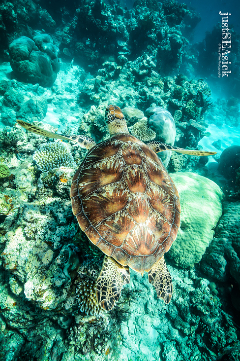 Underwater – Wide Angle Photography