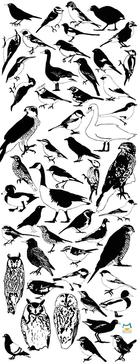 Vogelarten