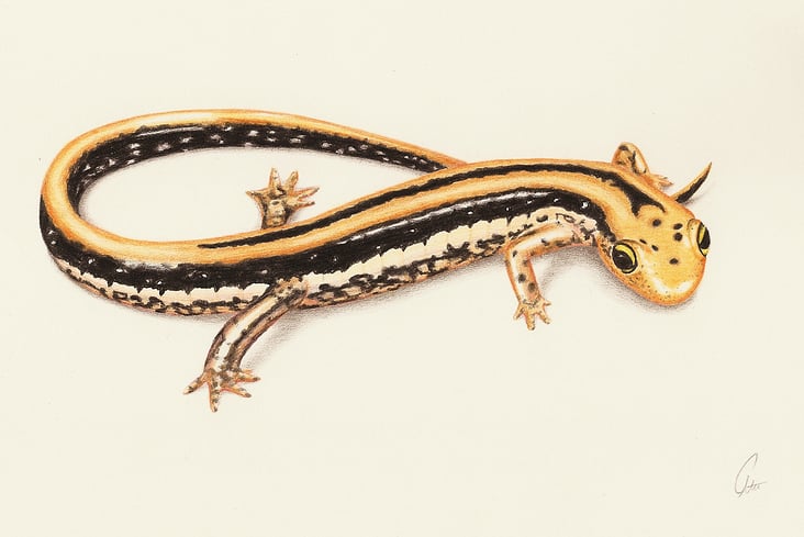 Salamander