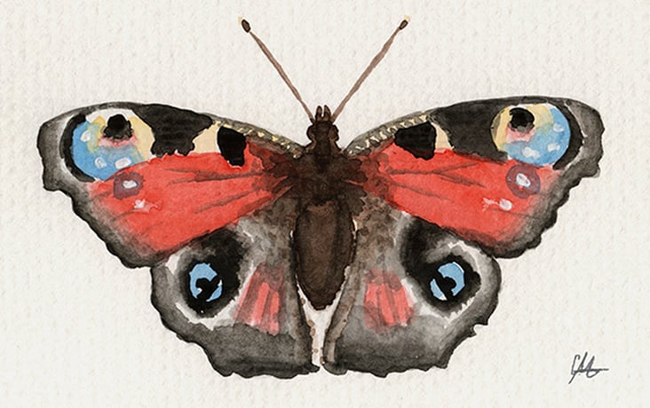 Schmetterling