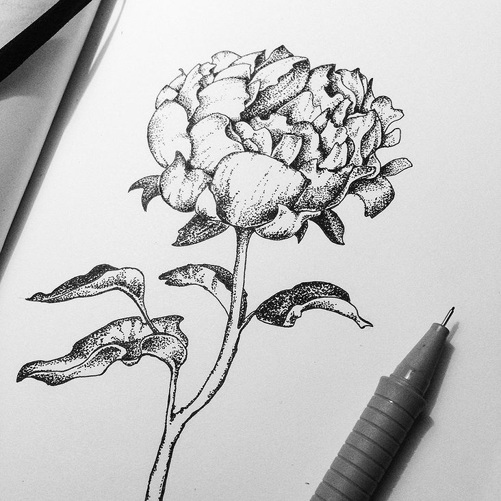 Dotwork Peony