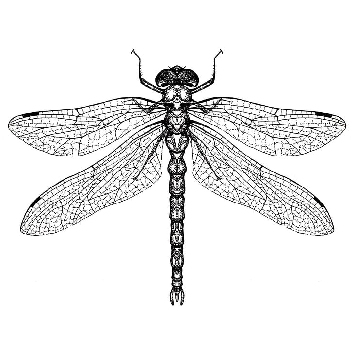 Dotwork Dragonfly