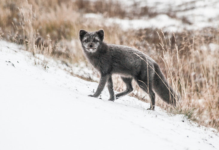 Polarfuchs