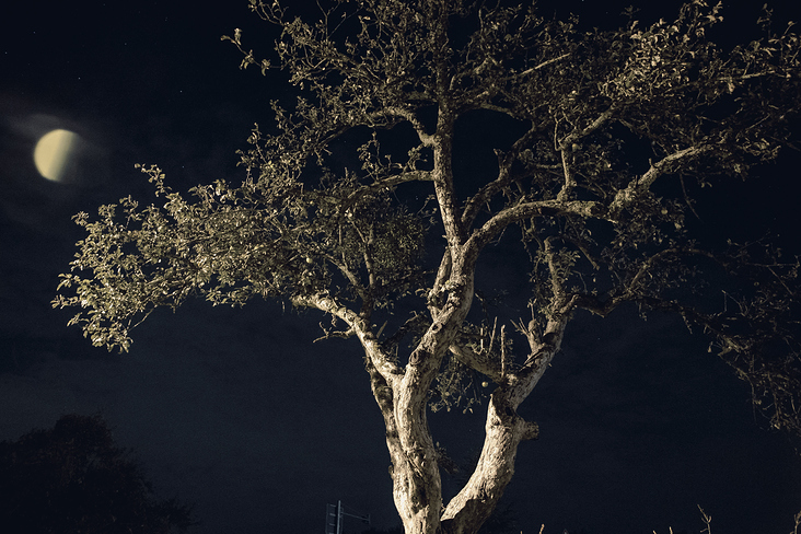 Tree at Night
