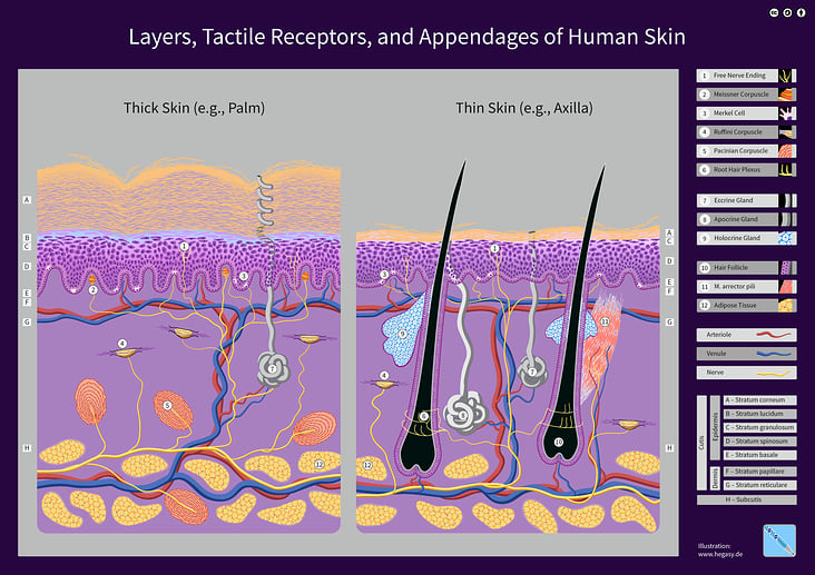 Schichten, Rezeptoren und Anhangsgebilde der Haut