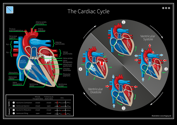 Der Herzzyklus
