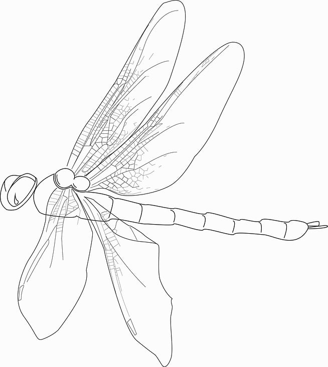 dragonfly_Grafik